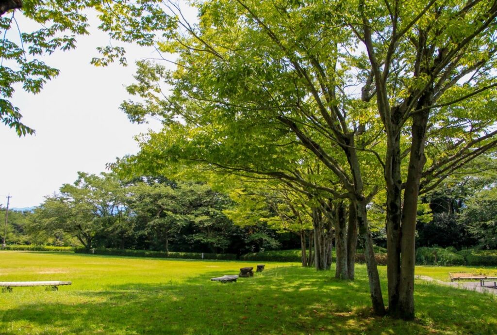 カメムシが発生する公園