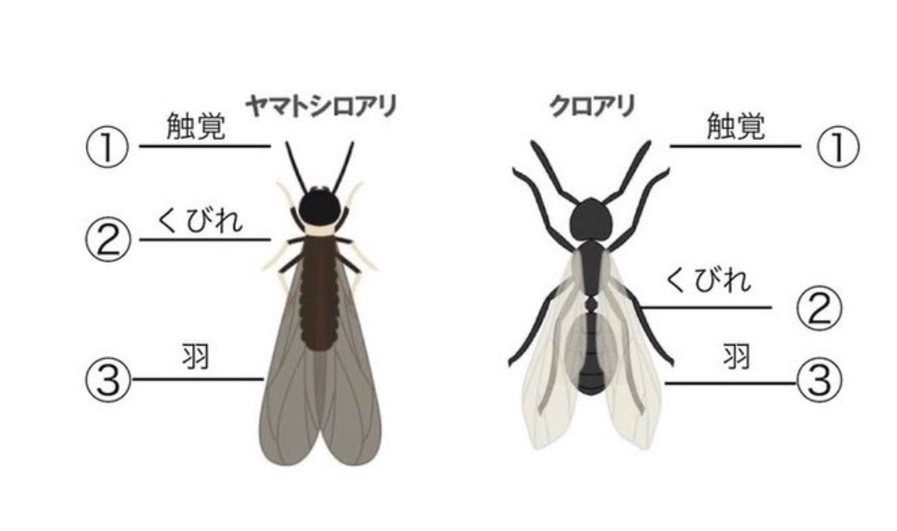 シロアリとクロアリの羽アリの見分け方