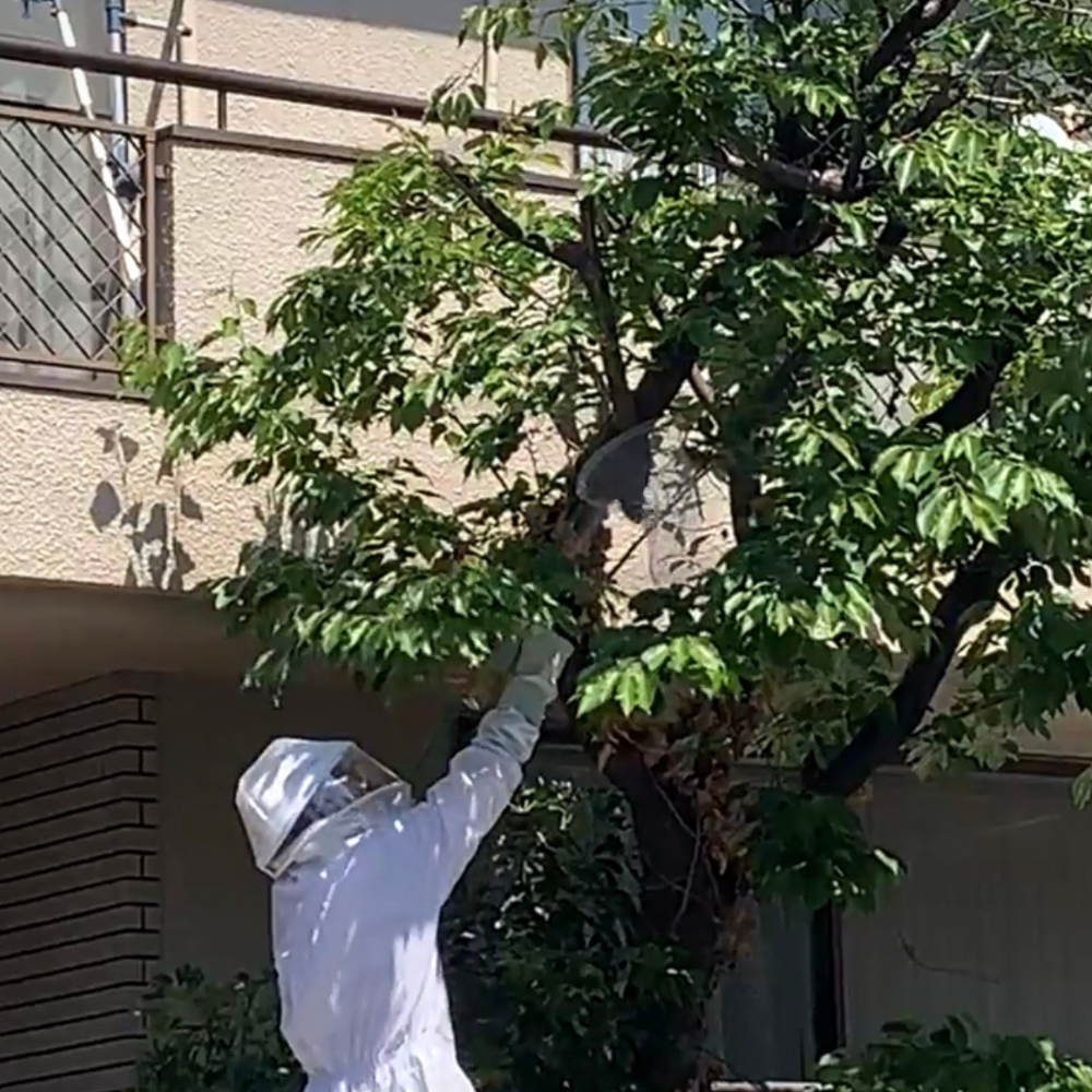 ミツバチ施工中