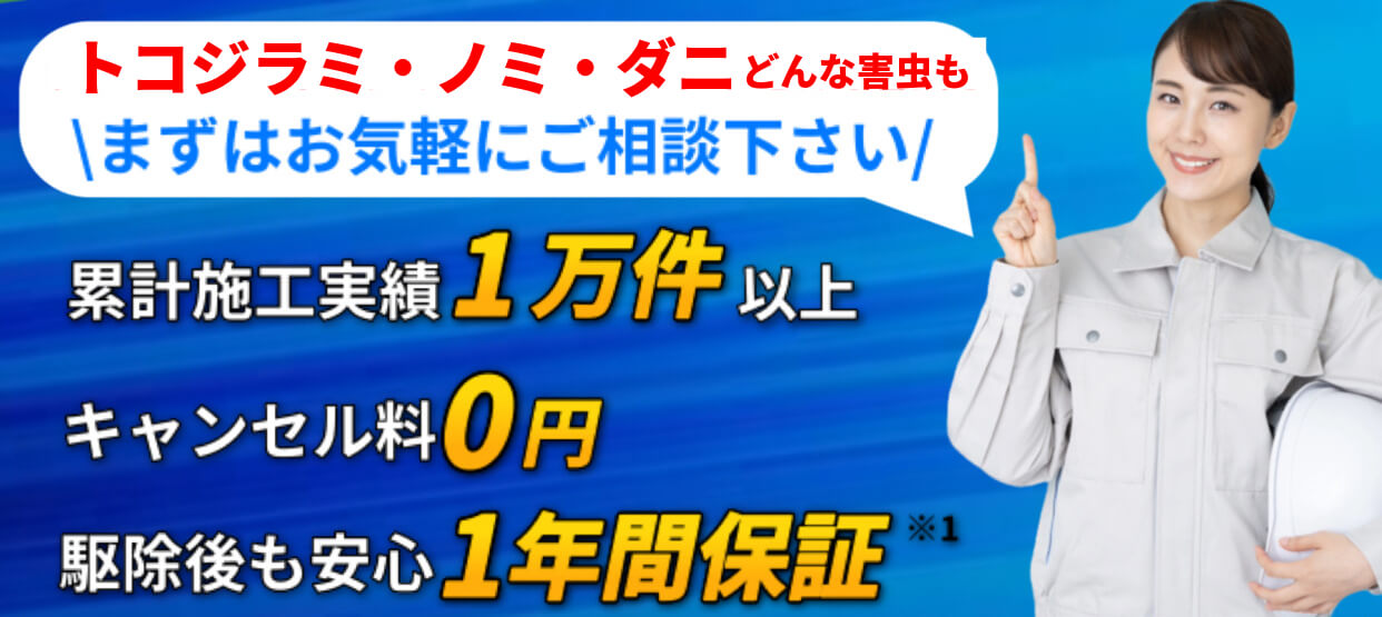 上部画像
