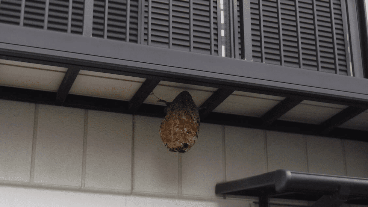 軒下に大きな蜂の巣ができていた…