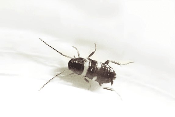 幼虫みたいな小さな虫を見かけるようになった