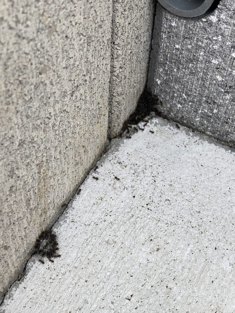 アリ毒餌に集る写真