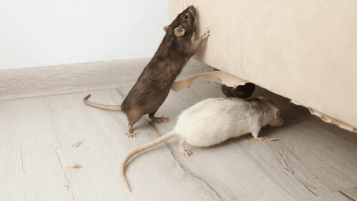 家の中でネズミを見かけた