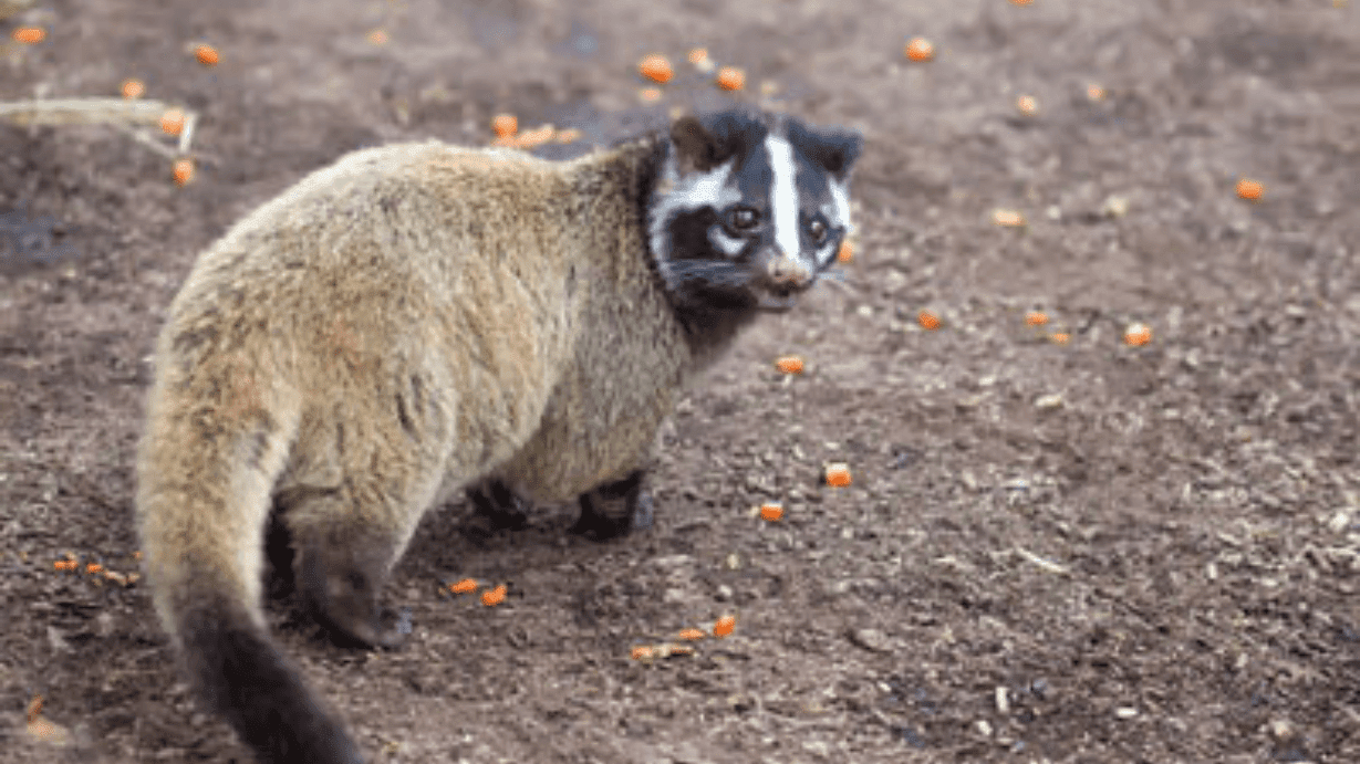 家の近くでハクビシンを見かけた…