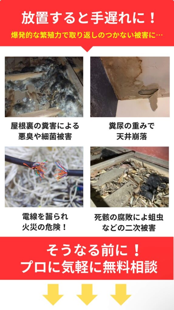 放置すると手遅れに!
・屋根裏の糞害による悪臭や細菌被害
・糞尿の重みで天井崩落
・電線を齧られ火災の危険!
・死骸の腐敗による蛆虫などの二次被害