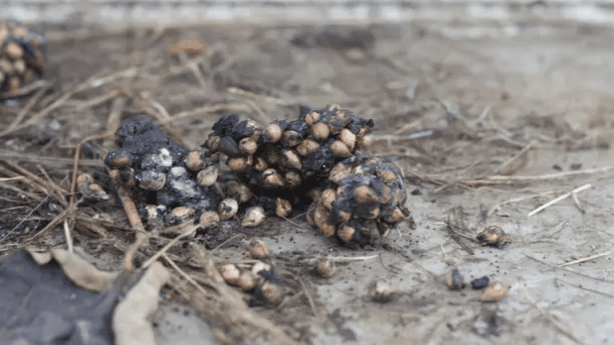 敷地内に何かの動物の糞が落ちていた