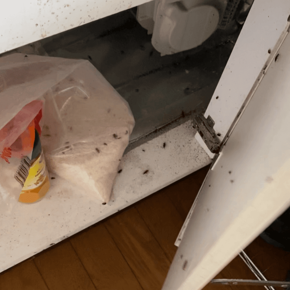 柏市ゴキブリ屋敷・シンク下収納に大量徘徊するゴキブリの幼虫と成虫