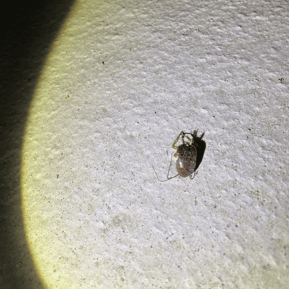 相模原市ゴキブリ駆除・床下で発見したゴキブリの死骸