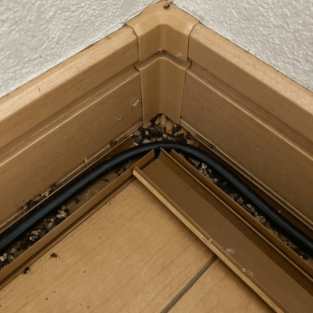 2階寝室アリの大量発生