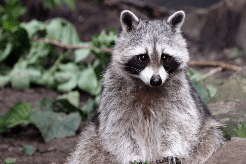 家の近くでアライグマを見かけた…