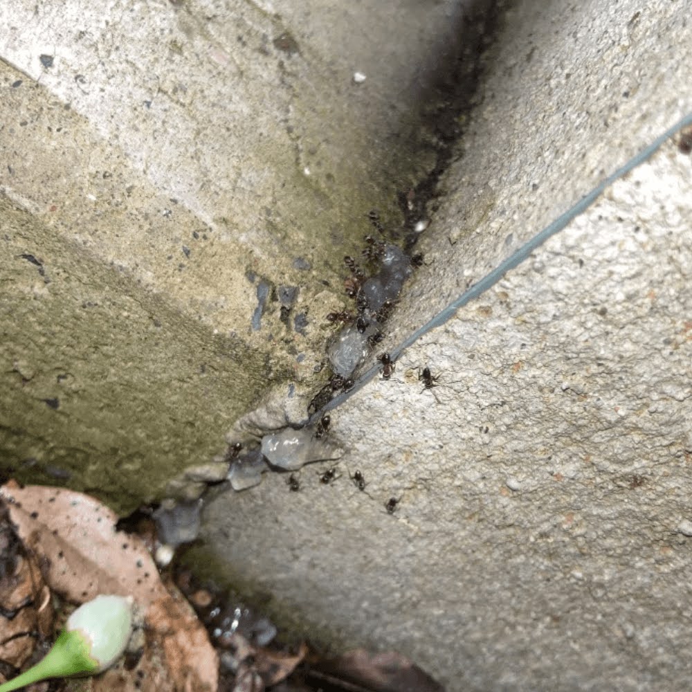 毒餌に集まるアリ