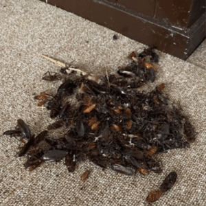 ゴキブリ大量の死骸