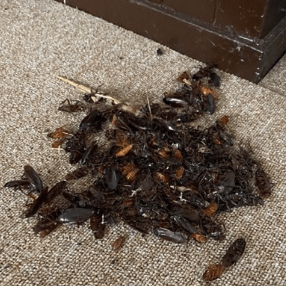 ゴキブリ大量の死骸