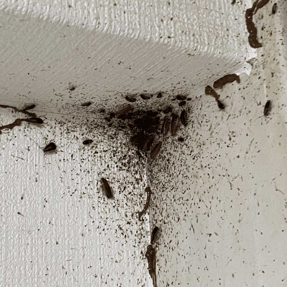 柏市ゴキブリ屋敷・燻煙処理後にベイト剤へ大量集結したチャバネゴキブリ