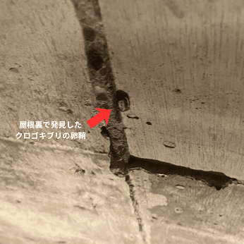 さいたま市大宮区ゴキブリ駆除・屋根裏の木材亀裂に産み付けられたクロゴキブリの卵鞘
