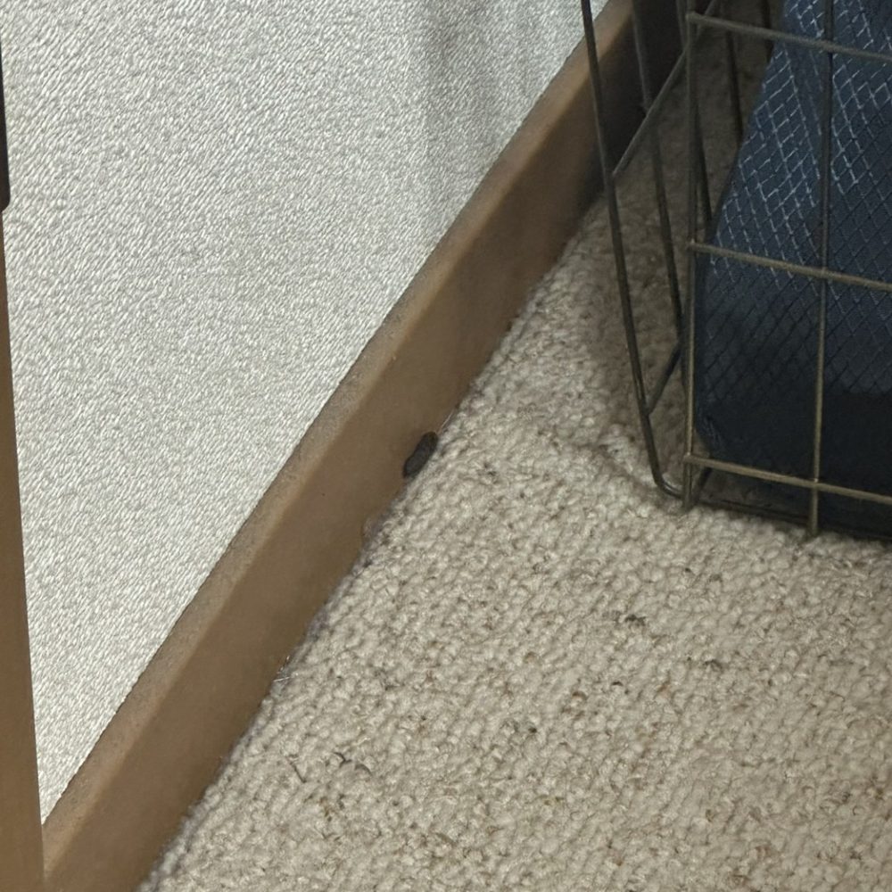 朝霞市岡 壁際に落ちていたネズミの糞